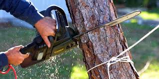 Best Tree Trimming and Pruning  in Huber Ridge, OH