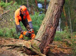 Best Fruit Tree Pruning  in Huber Ridge, OH