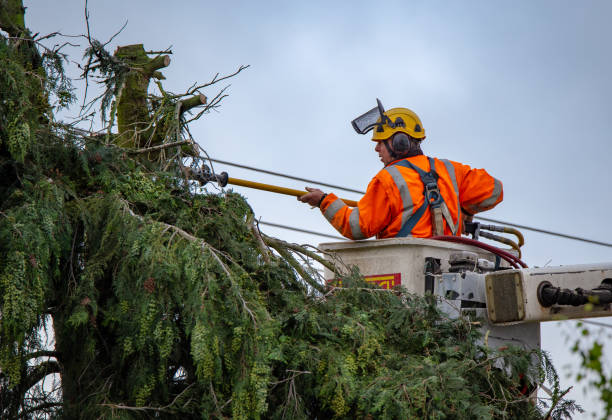 How Our Tree Care Process Works  in  Huber Ridge, OH