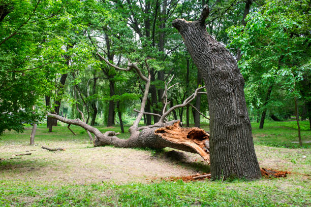Best Tree and Shrub Care  in Huber Ridge, OH