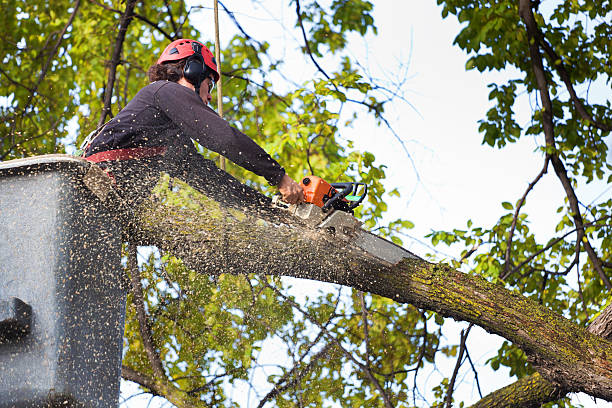 Best Tree Cabling and Bracing  in Huber Ridge, OH