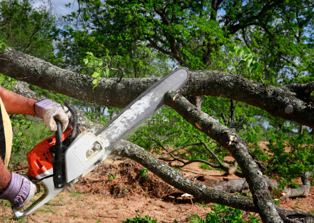 Best Tree Removal  in Huber Ridge, OH