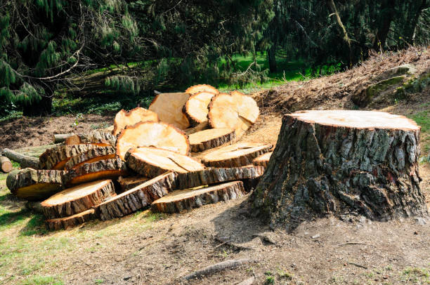 Best Tree Disease Treatment  in Huber Ridge, OH